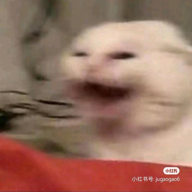 DodVv爱吃五谷