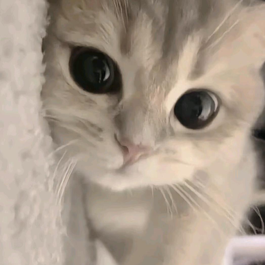 只只