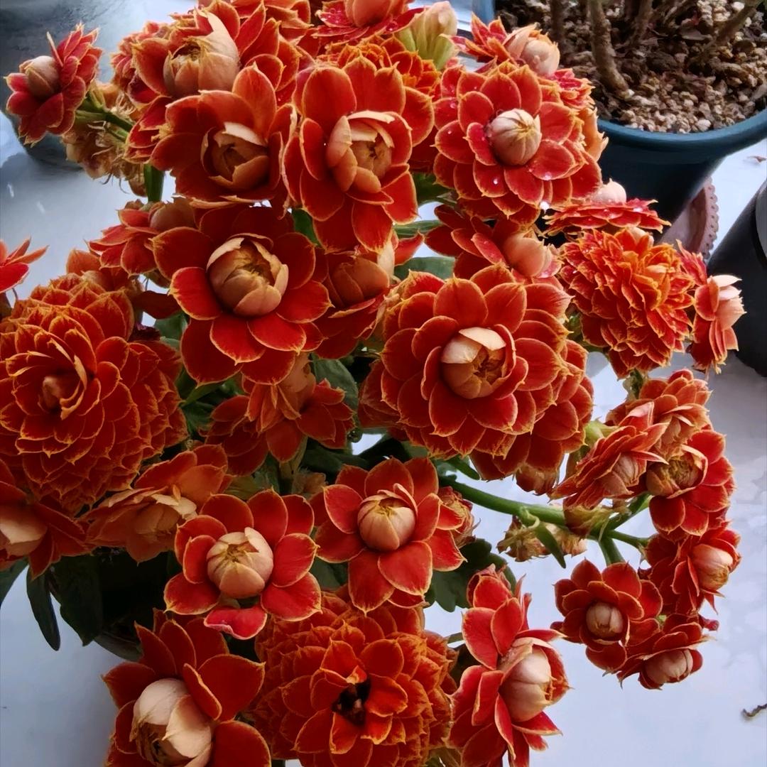伊陆嫦荭