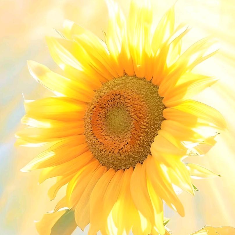 向阳而生🌻