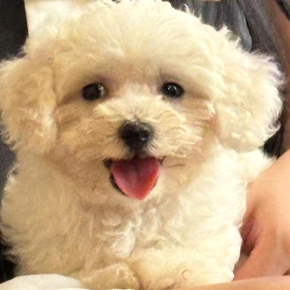 精品贝拉儿服装