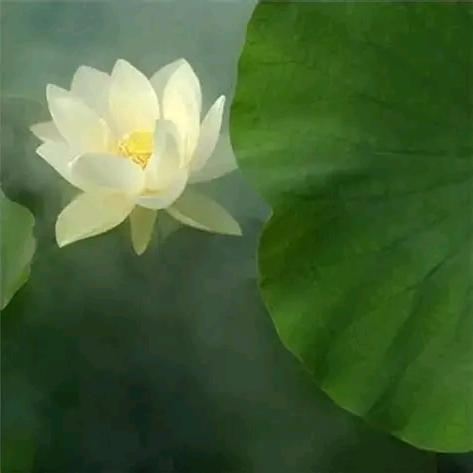星愈