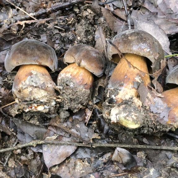 「把脚印种在山野」