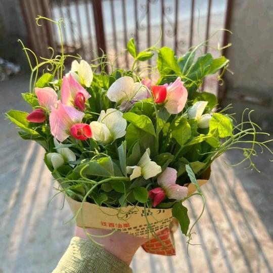 我命由我不由天