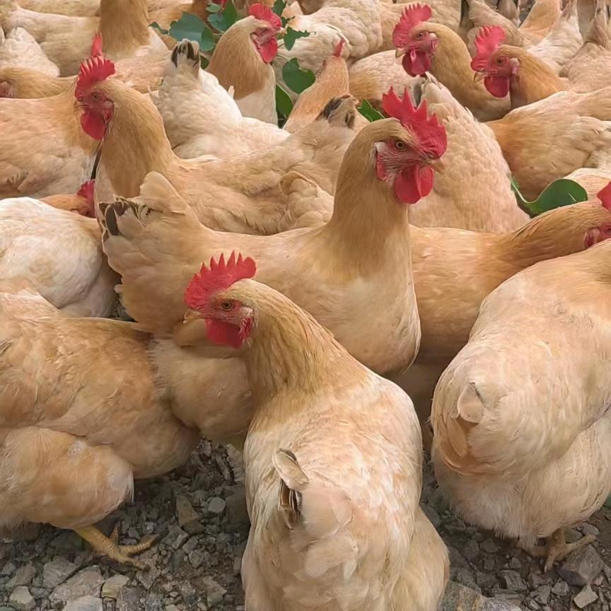 我的青春充满鸡敝味