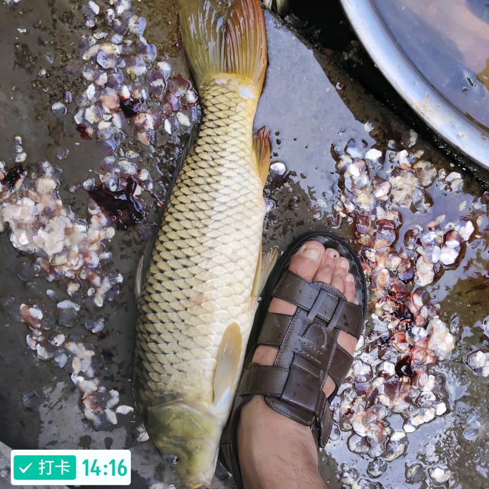 打龟佬