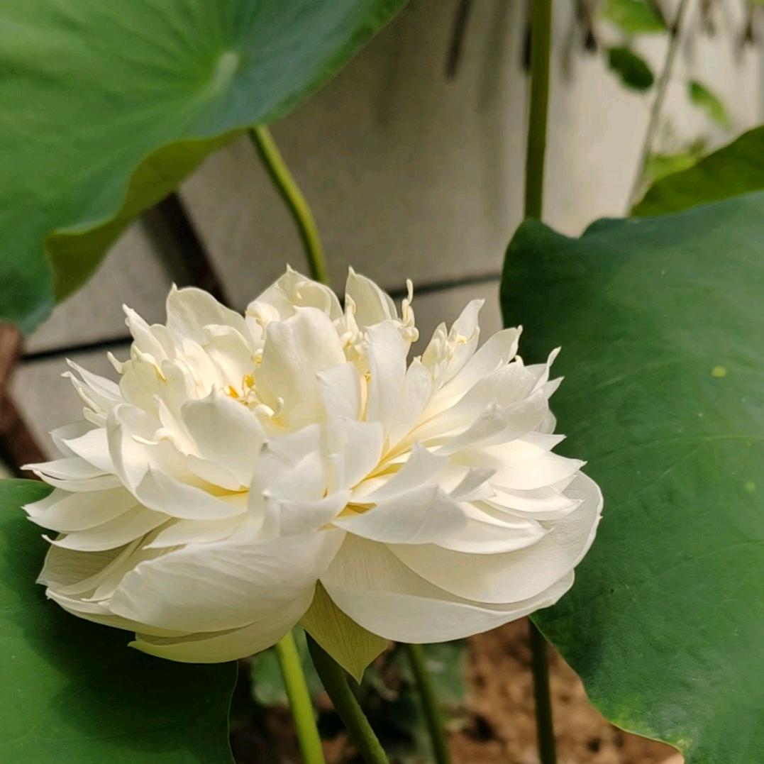 踏雪无痕  祥和斋