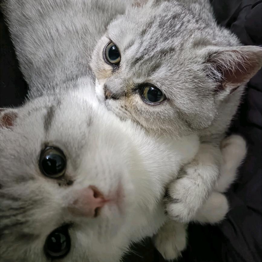 出租九米六的和四米二的货车