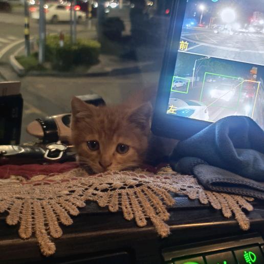 夜猫子大件运输
