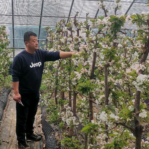 喀什大樱桃种植老孙