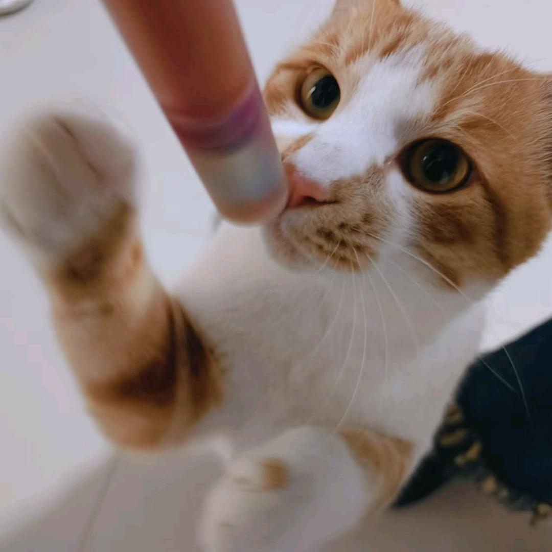 幸运的小卡拉米