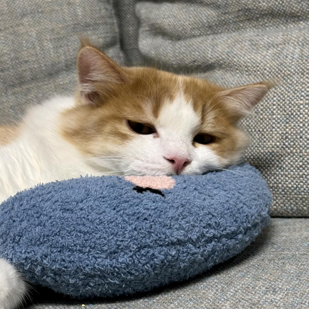 困困图图都是猫