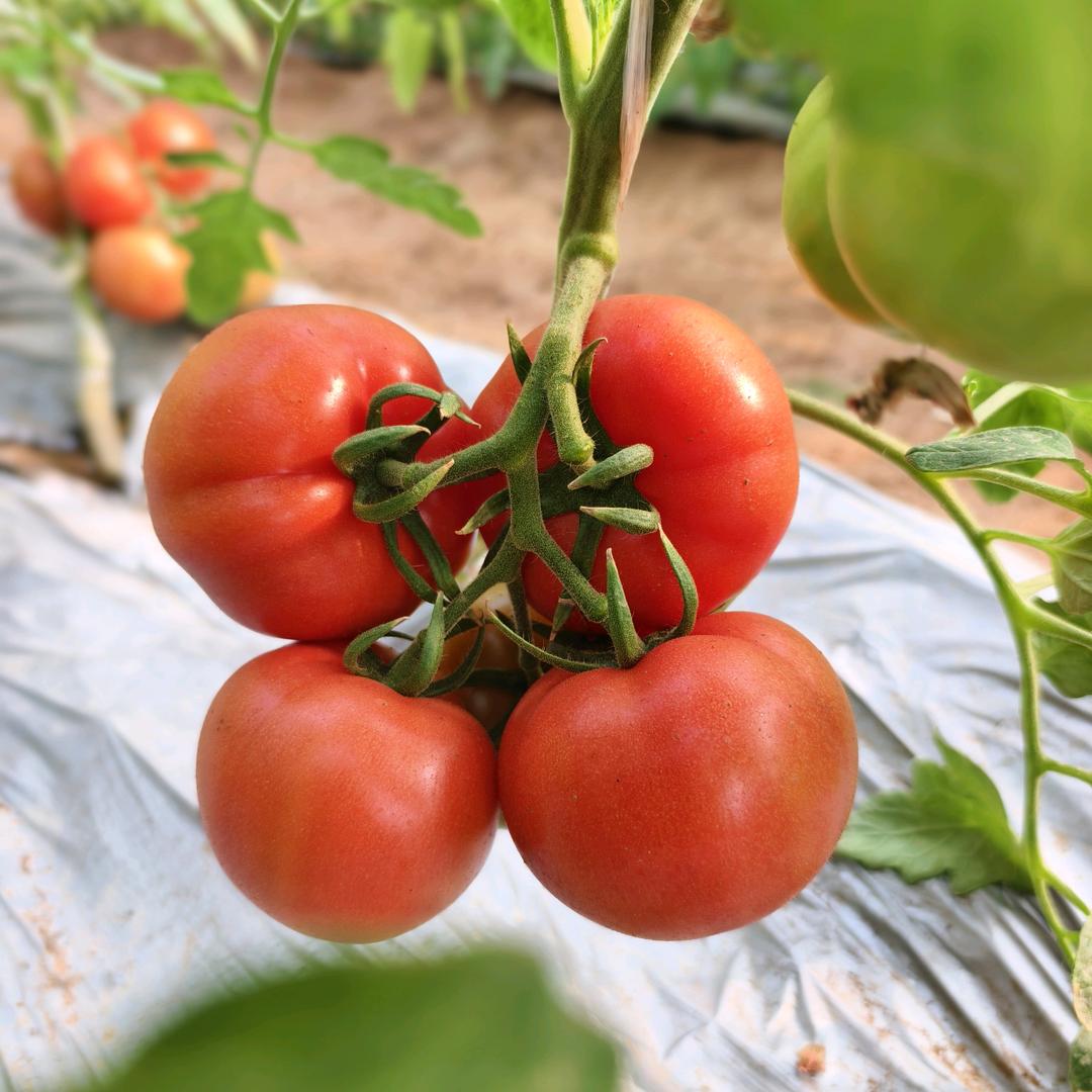 喜柿小栈🍅🍅