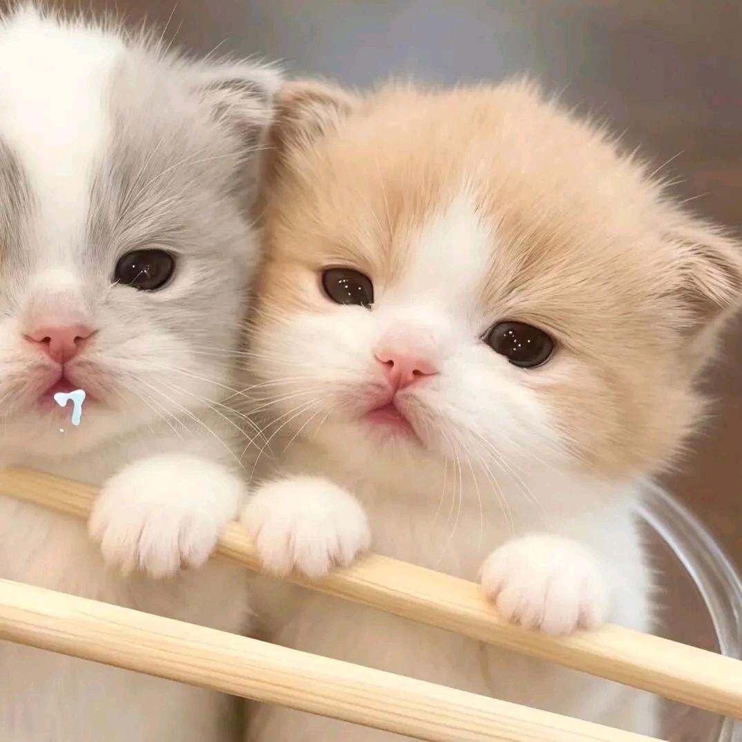 ʕ̯•͡˔•̯᷅ʔ金猪猪