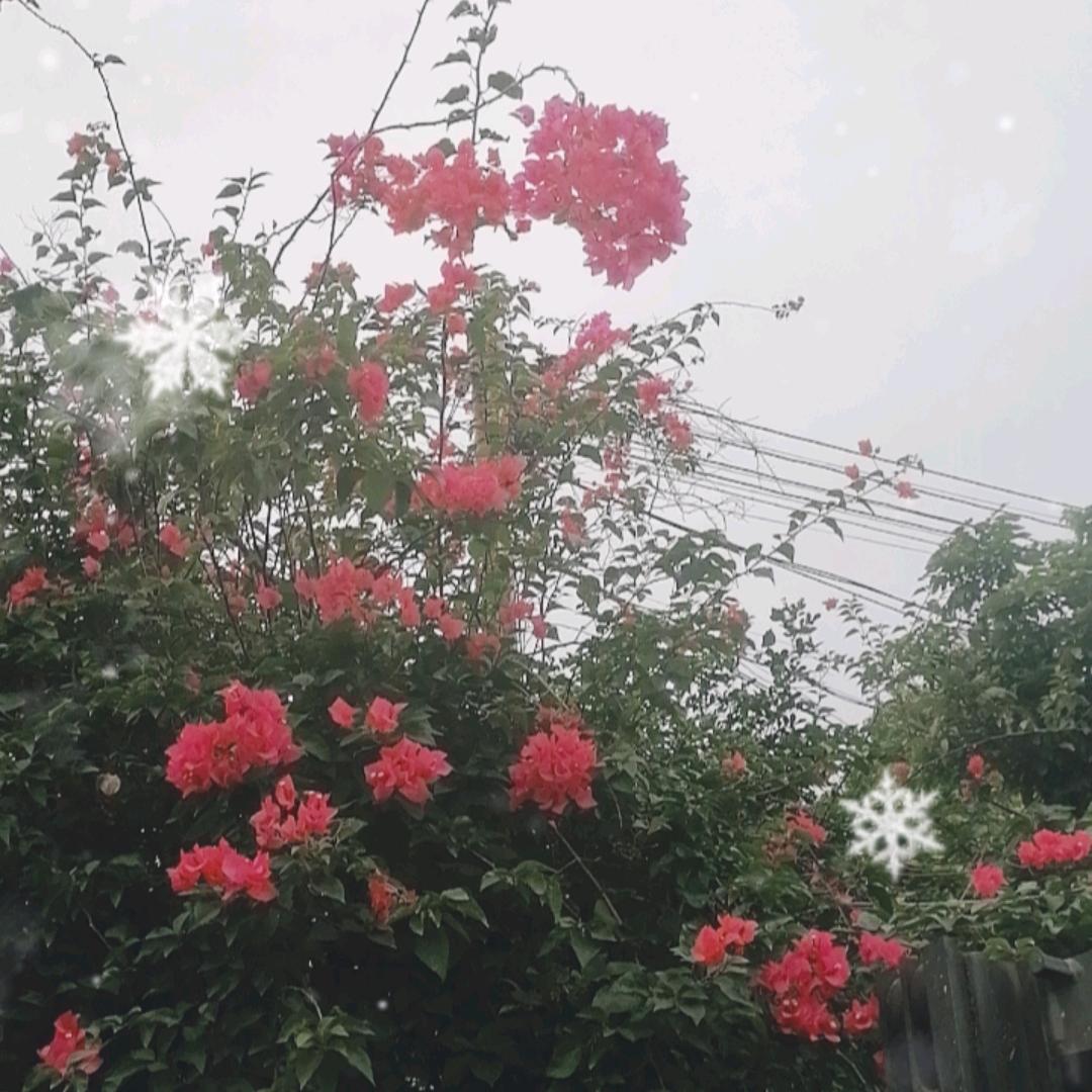 ☪️追风者☪️🍒🍒🍒