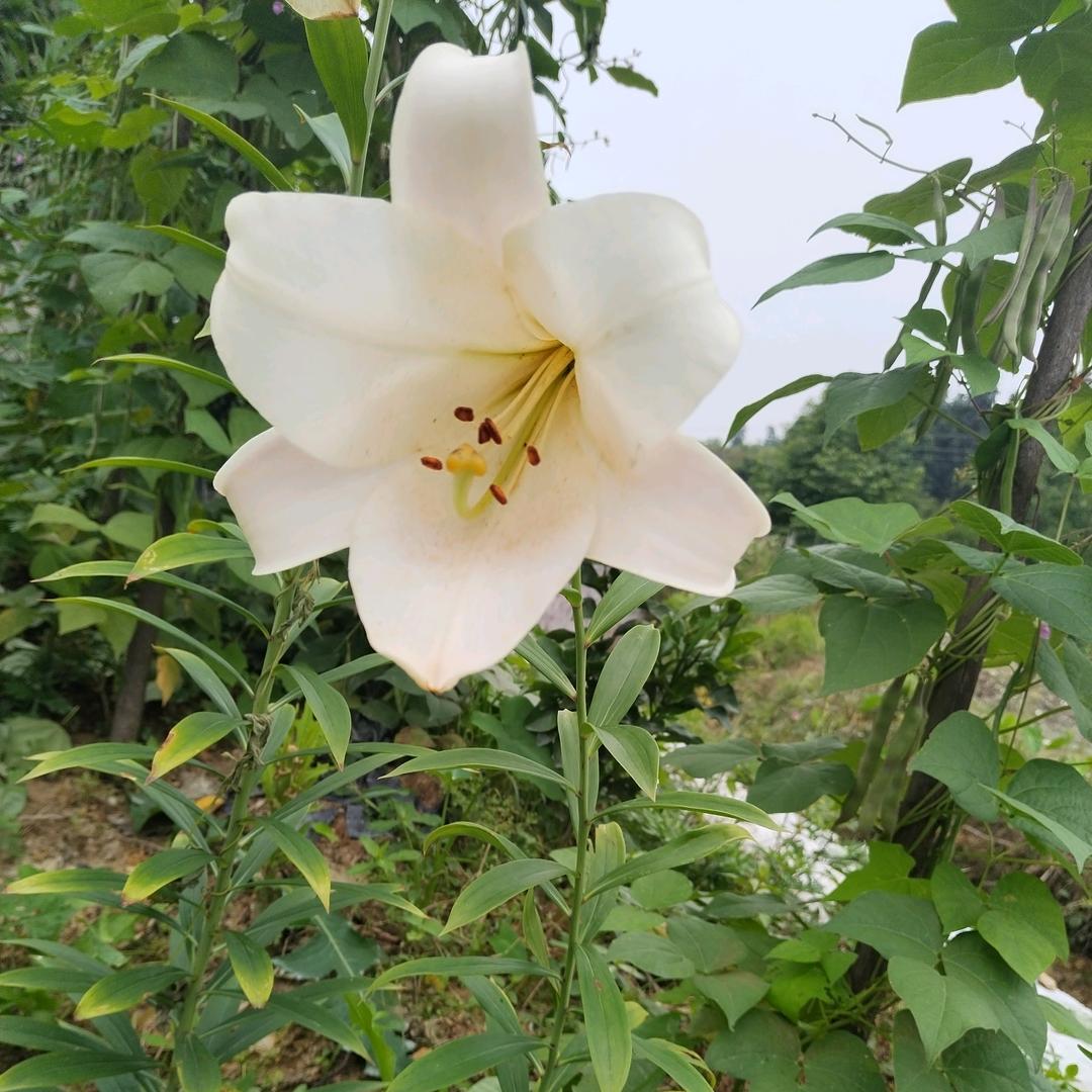 百合
