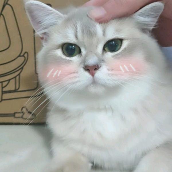 小小竹子