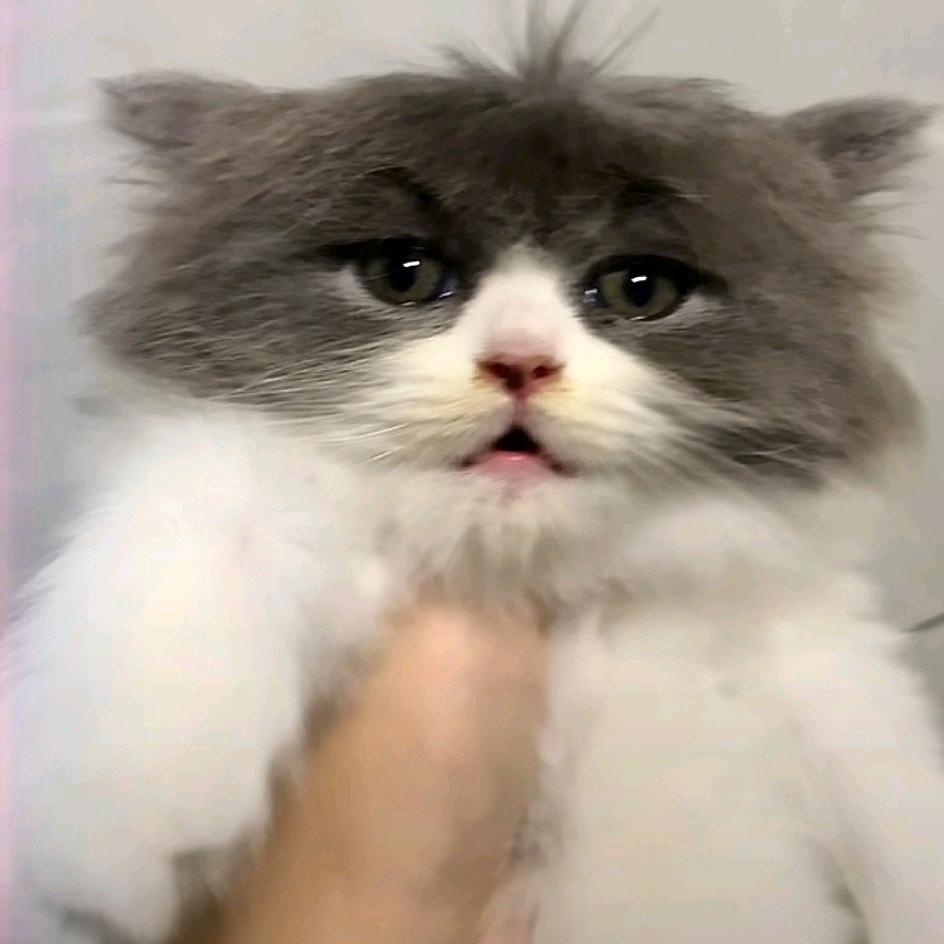 梦都