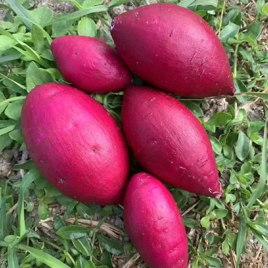 汇源薯业！林俊浩！