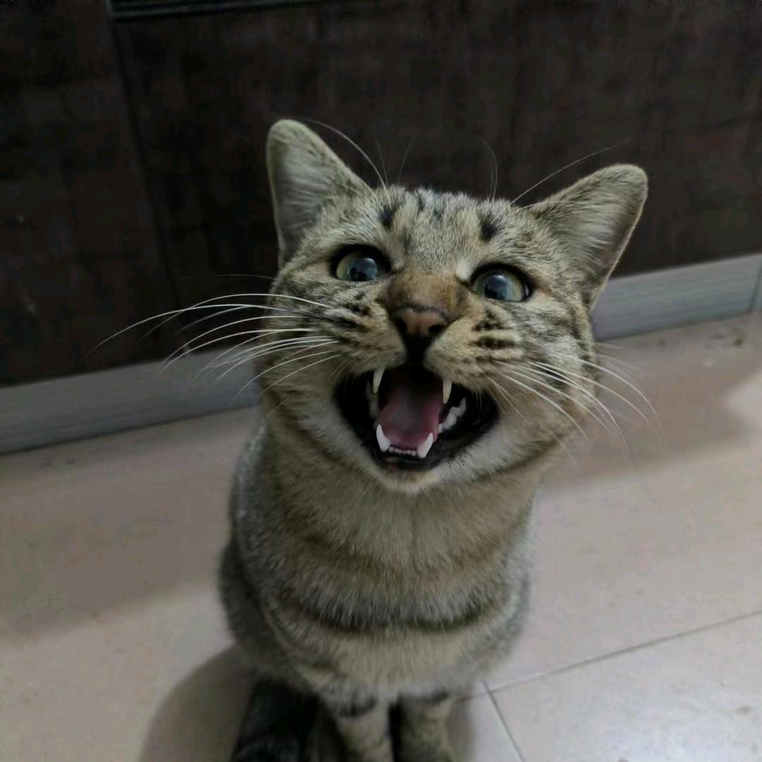 🐱