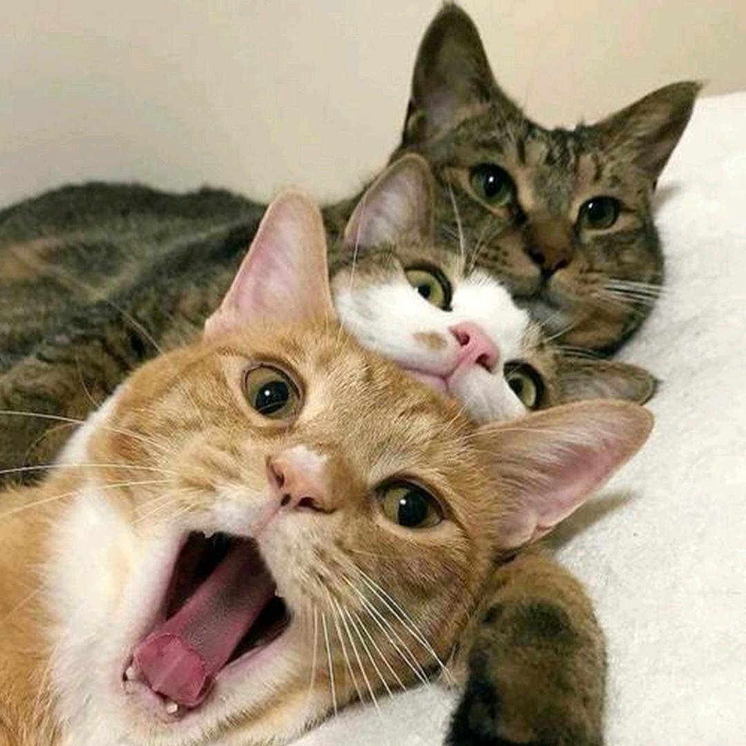 三只猫