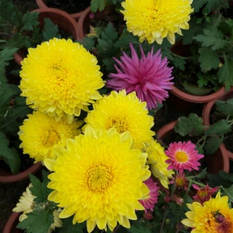 春暖花开时头像