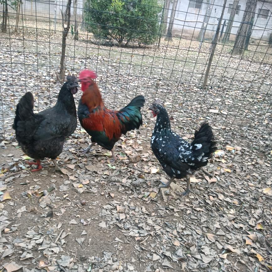 邳州市旨练食品臻选阁