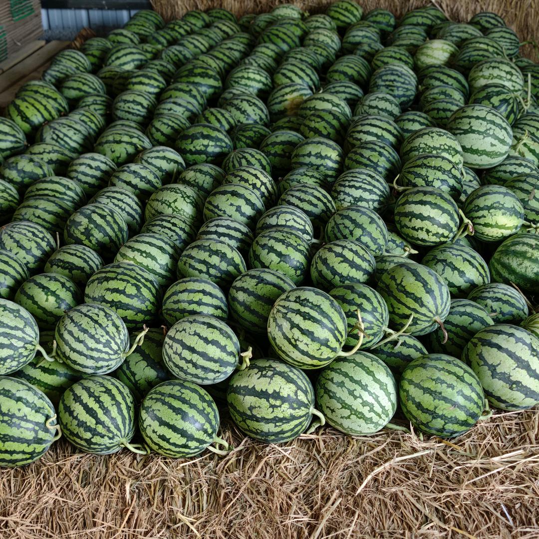 四季麒麟美都西瓜