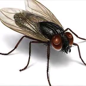 一半疯狂一半颠