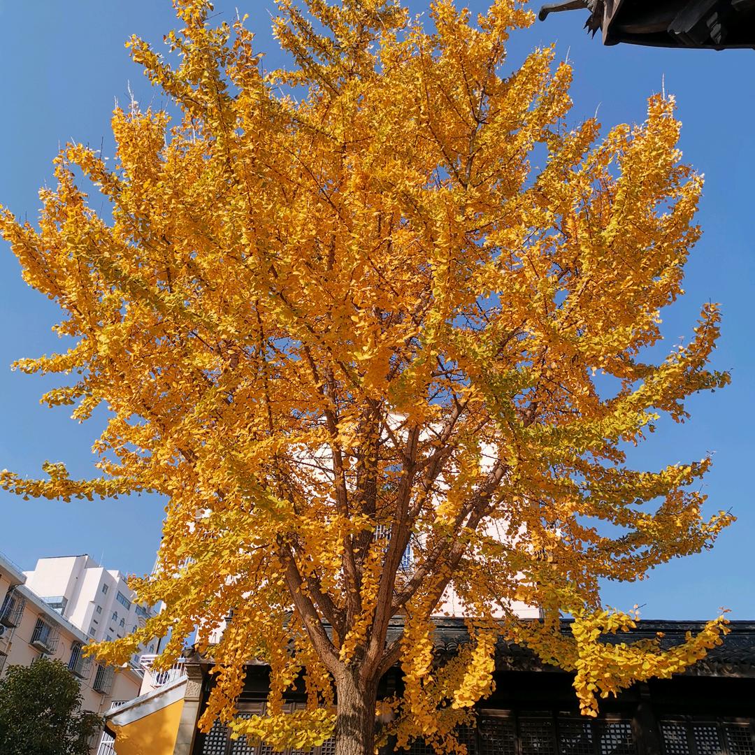 窦窦（好物分享）