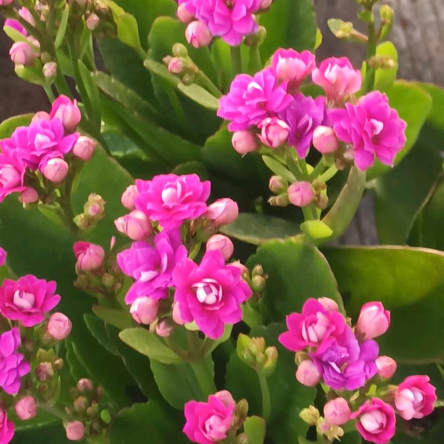 🍀🌿《幸运哥》