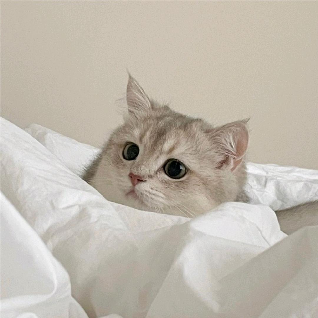 阜阳梦高端木门