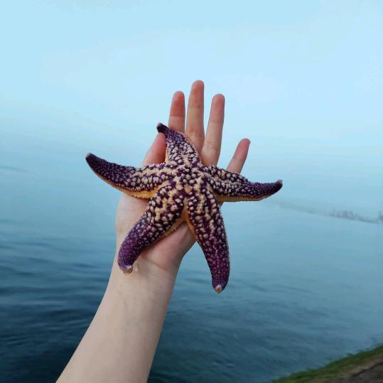 海星