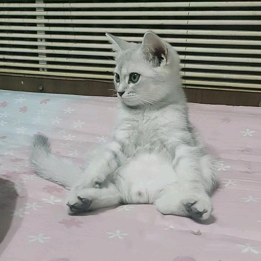 游戏猫冒毛