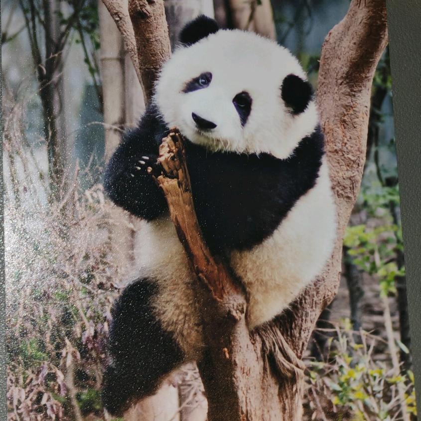 汉堡哥