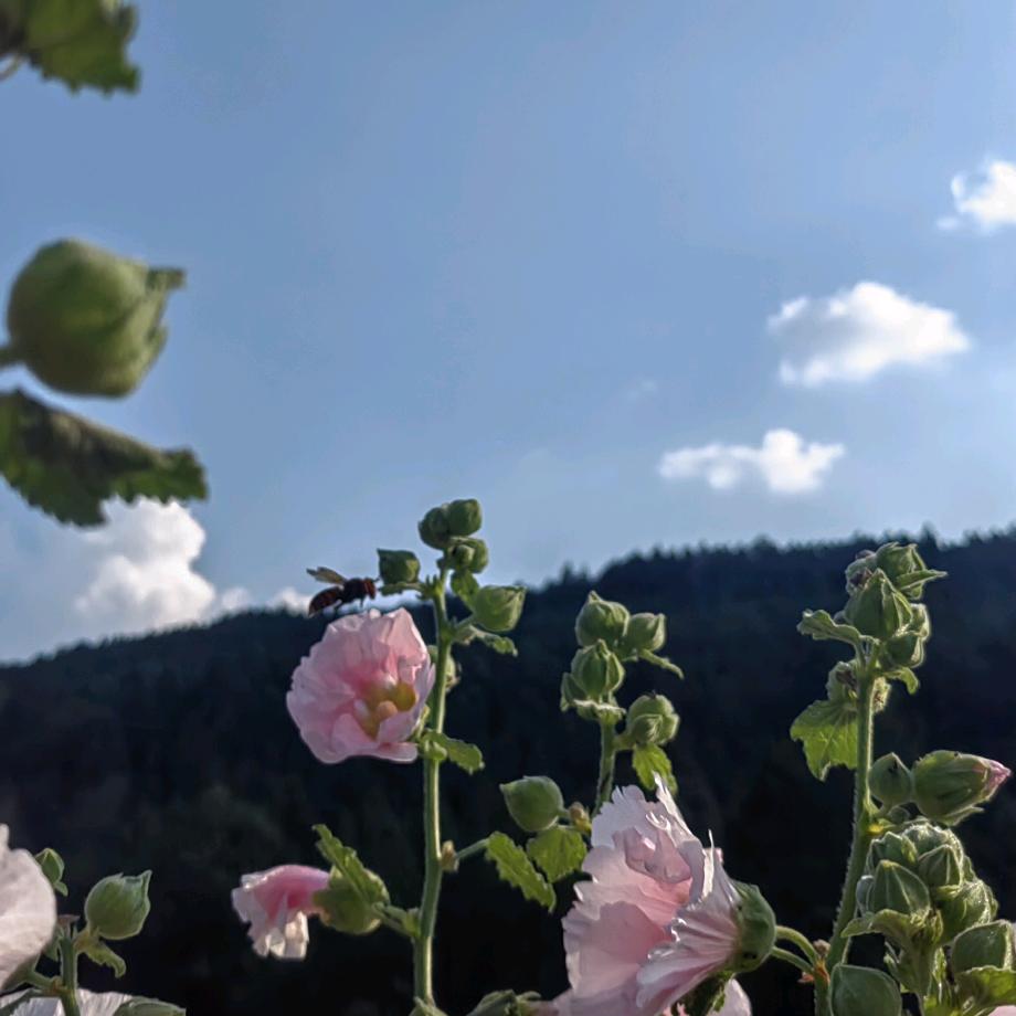 蓉🌺🌺