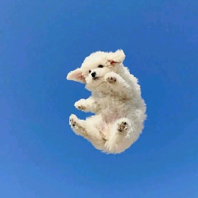 张豆豆😎