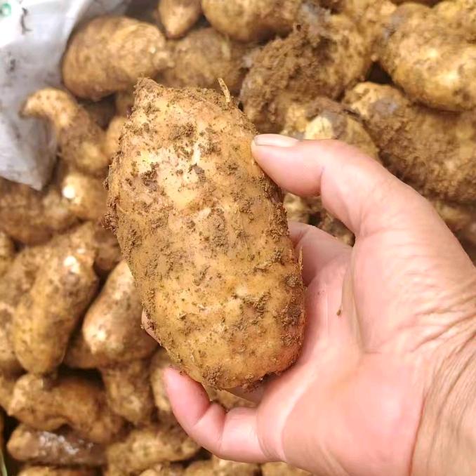 天麻百合种子~小璐🦌