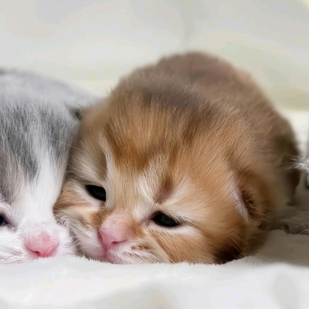 我就一个佳