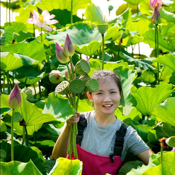 洪湖小倩（正宗洪湖煲汤粉藕）