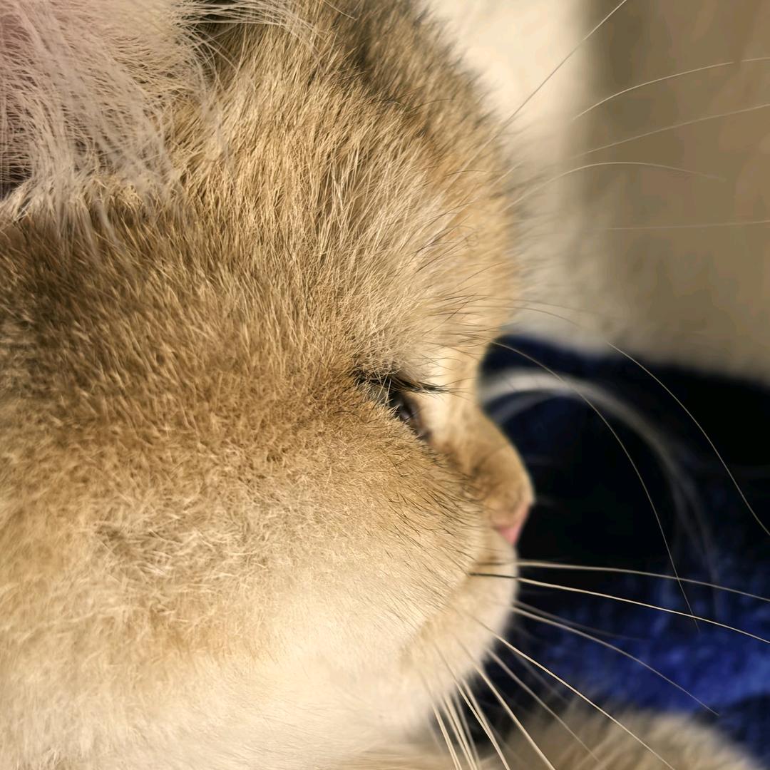 番薯包大王头像