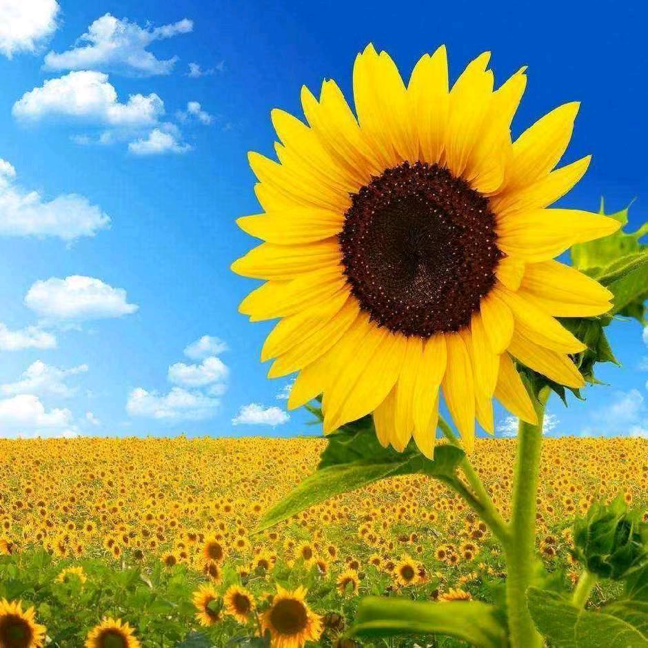 @向日葵🌻