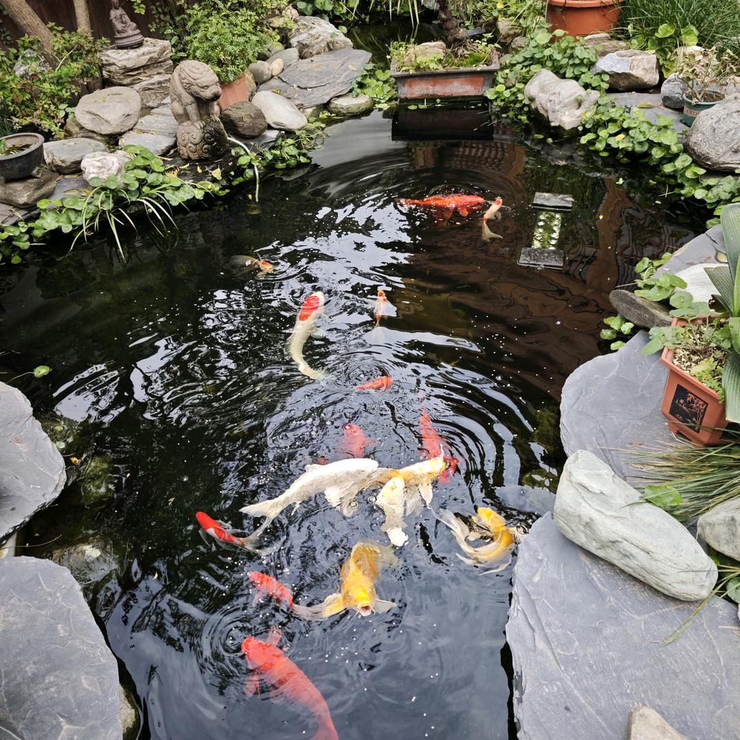 楦