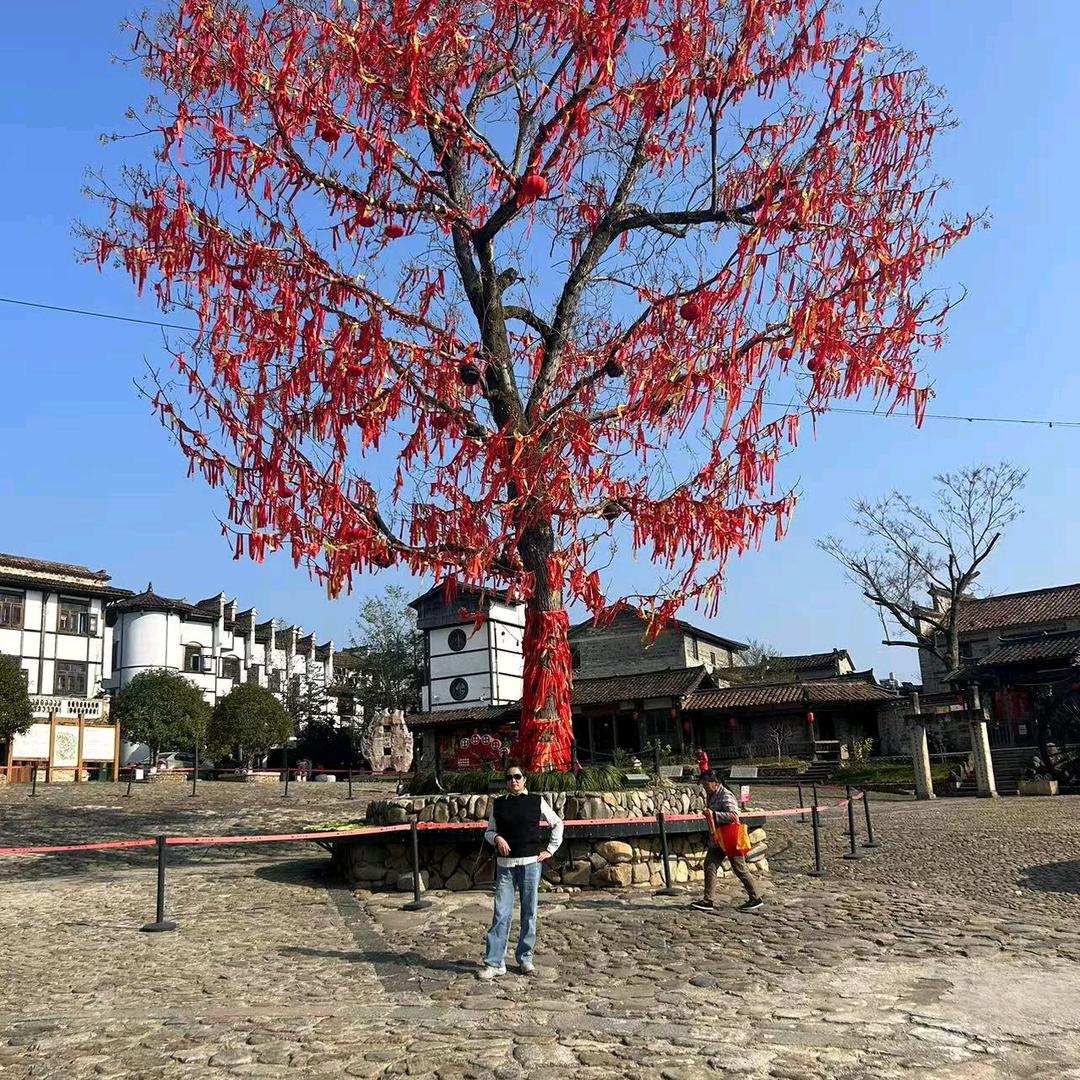 君子兰，黄