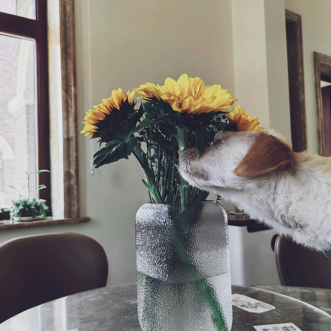 老🐯爱吃白🥬