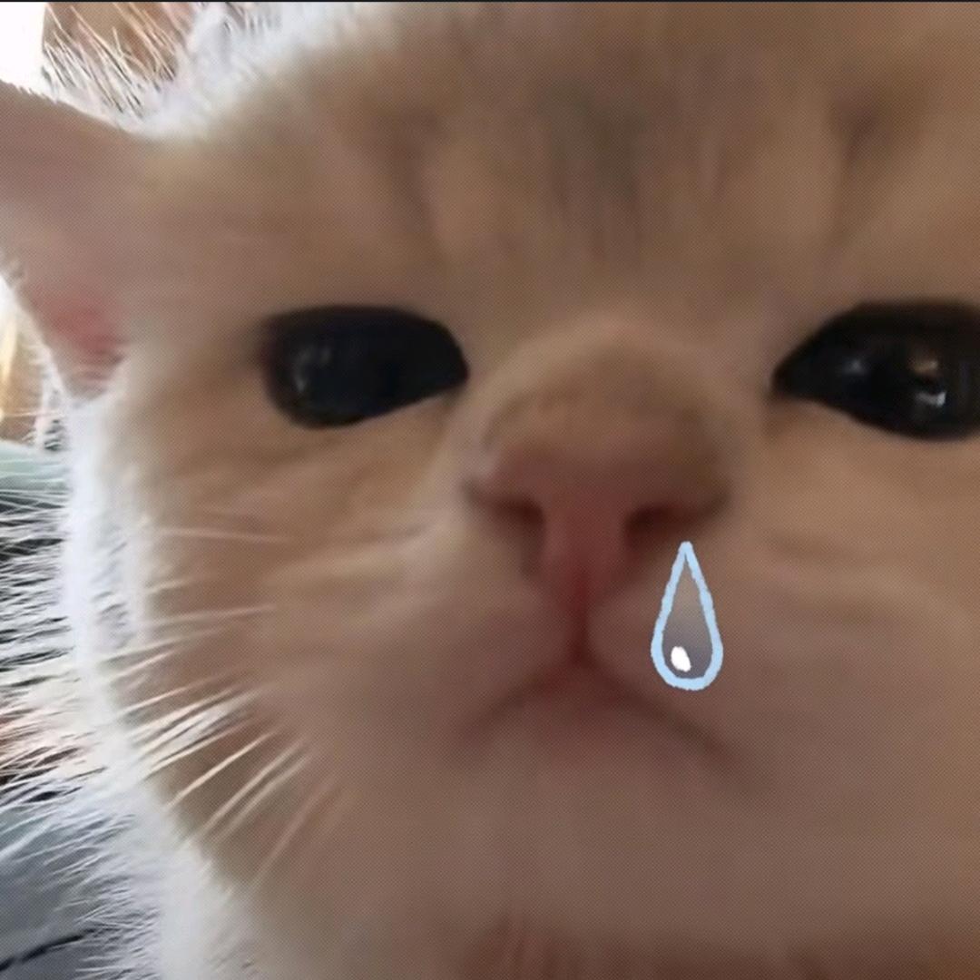 喵一口仙气🐱