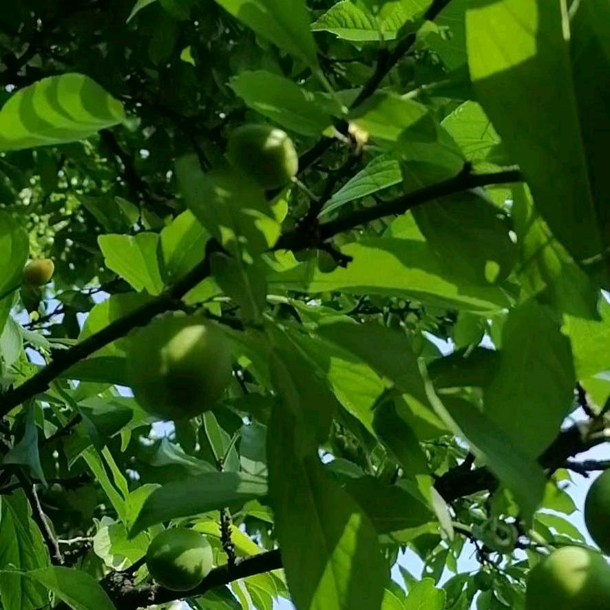 《👧严》自己开朗一切随缘🌹🌻