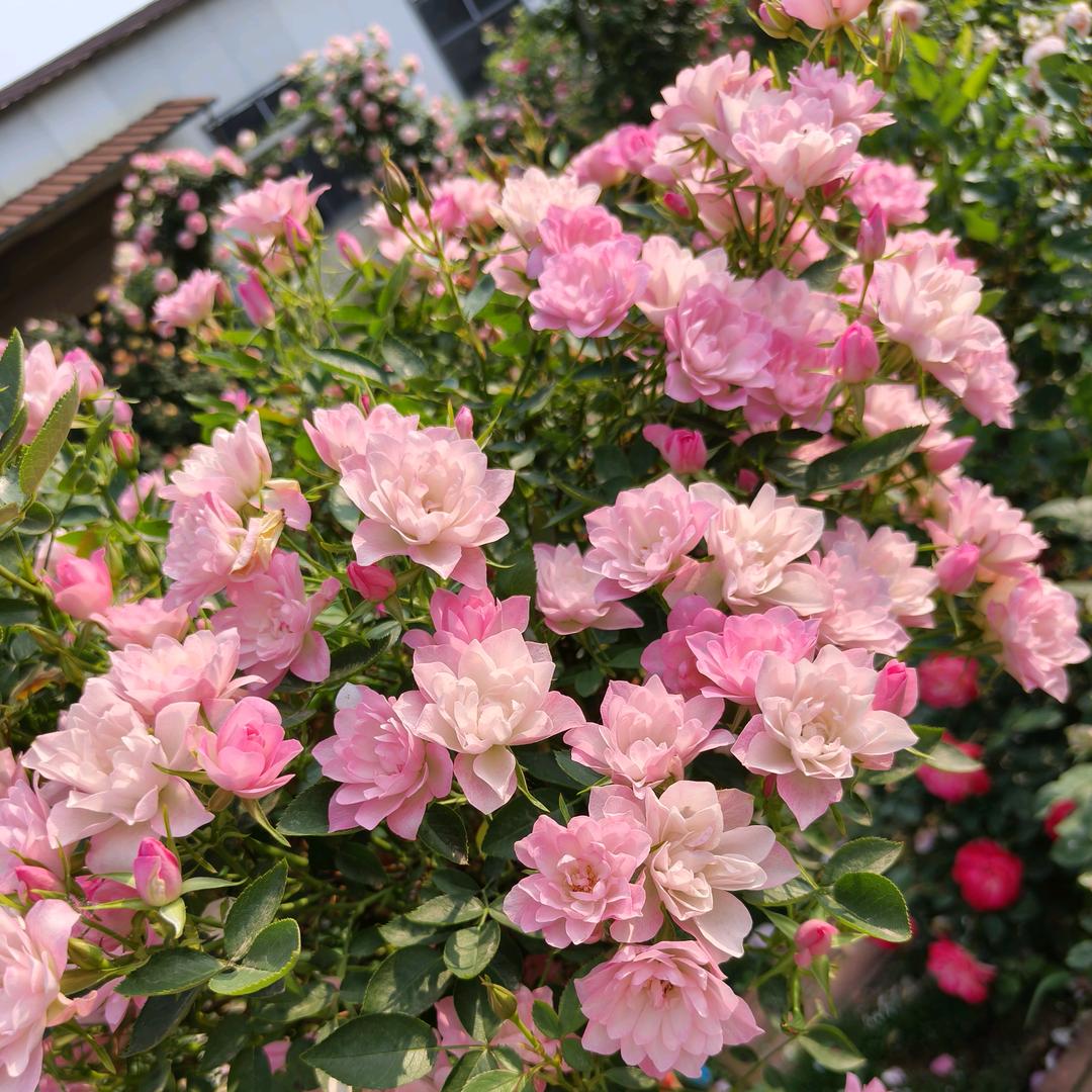 小杜的后花园