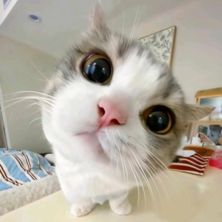 🐇社会很单纯复杂的是人