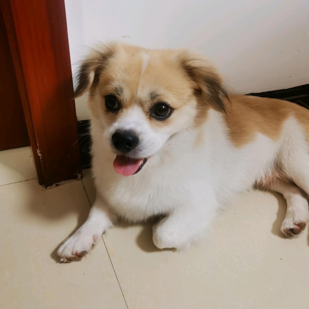 小米辣